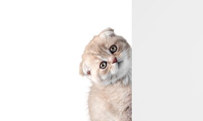 Kitten looks from behind empty white banner background