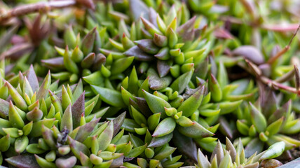 Fototapeta premium Sedum succulents groundcover with selective focus