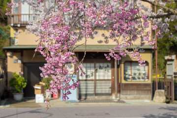 桜と古民家
