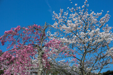 桜と青空