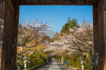 桜の参道