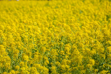 菜の花畑