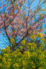 菜の花畑
