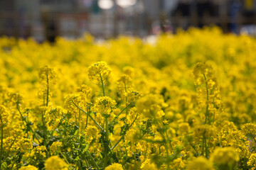Obraz premium 菜の花畑