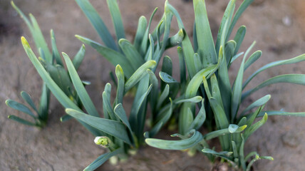 daffodils sprouting in a winter