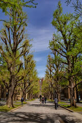 大学道
