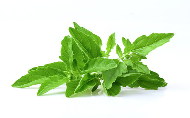 basil leaves on white background