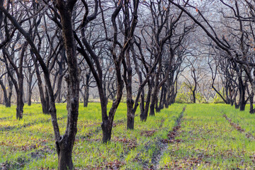 persimmon fruit trees in the orchard