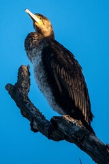 fish predatory bird called cormorant