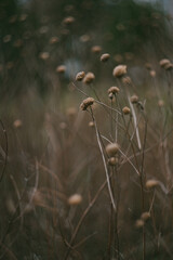 Dried Botanical Flowers in a Field