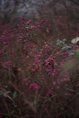 Dried Pink Winter Berries in a Field