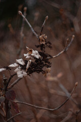 Dried Hydrangea Flower Petal Still Life