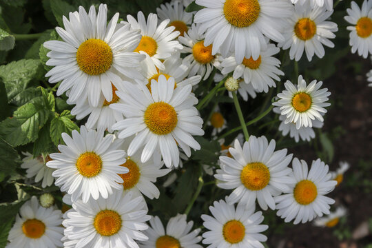 Lots of daisies in bright sunlight