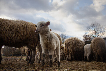 Obraz premium impressive - little lamb in stormy weather