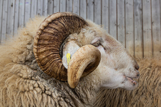 dynamic - ram in front of a wooden wall