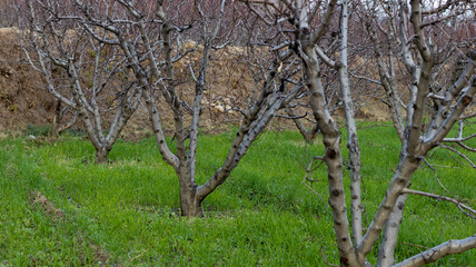Fototapeta premium Peach fruit leafless trees in winter