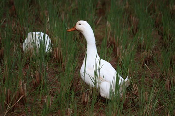 Indian white duck searching for food in field  