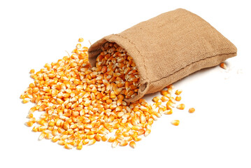 grain corn closeup on a white background