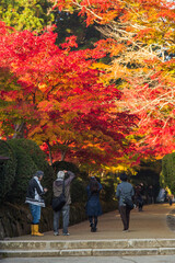 紅葉、寺