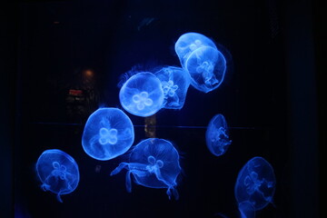 The jellyfish group in the deep sea emits blue fluorescent light, which is very romantic