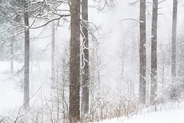 Snow precipitation, wind, blizzard, flurries, snowfall..Beautiful snowy forest at winter. Trees completely covered by the white snow.