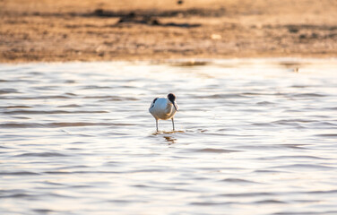Water bird pied avocet, Recurvirostra avosetta, feeding in the lake. The pied avocet is a large black and white wader with long, upturned beak