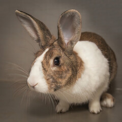 Cute, furry rabbit in his hutch at Easter.