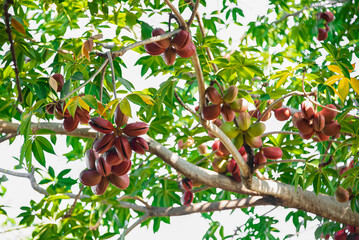 bastard poon tree