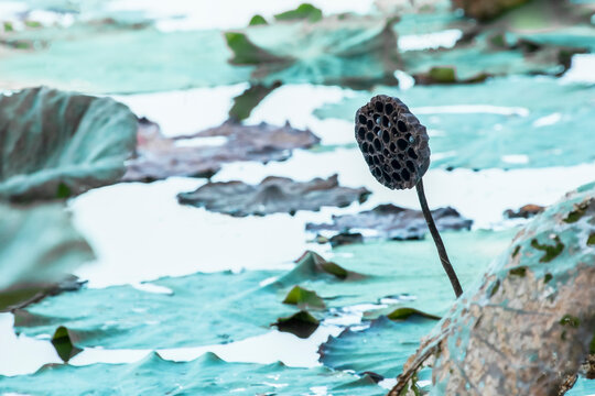 Lotus shower