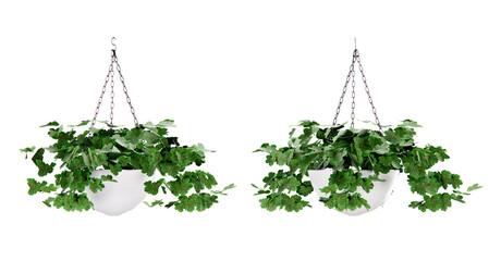 Isometric hanging plant flower 3d rendering