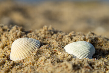 Herzmuscheln um Sand