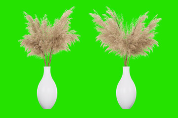 Isometric pampa grass 3d rendering