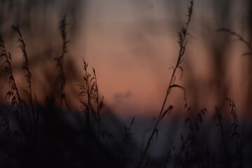 grass in the morning