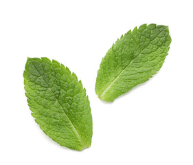 Obraz premium Organic mint leaves on white background