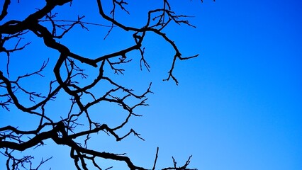 使いやすい背景素材　枯れた冬の藤の枝と青い朝の空