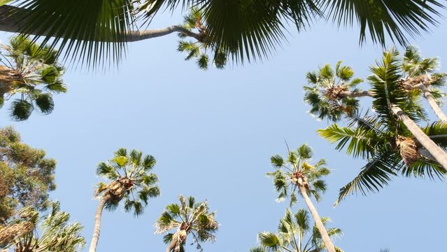 Many palm trees on street in waterfront beachfront city near Los Angeles and Santa Monica, California summertime vibes, USA. Waterside summer vacations, palmtrees by ocean beach or coast, blue sky.