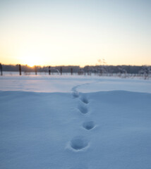Winter landscape at sunset