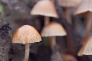 Mushrooms. containing psilocybin grow naturally. Closeup with shallow depth of field. Selective focus on the edge of the mushroom cap on the left side of the frame.