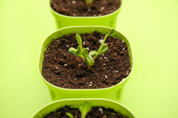 Closeup view of flower pots with seedlings on green background