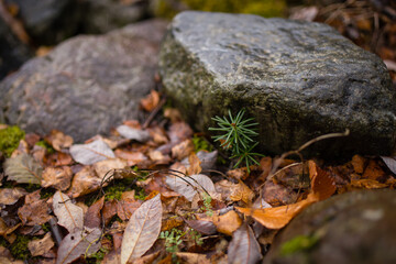 moss on the rocks