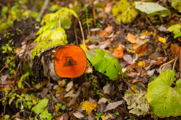 autumn leaves on the ground