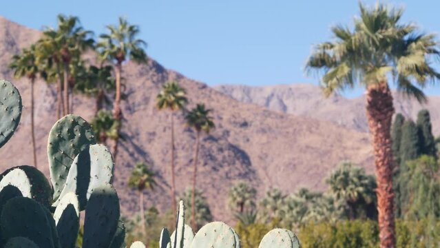 Palm trees, cactus and mountains or hills, sunny Palm Springs vacations resort near Los Angeles and Joshua Tree NP, California valley nature, USA. Arid dry climate plants, desert oasis flora, summer.