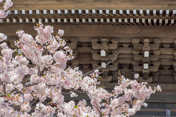 桜の神社
