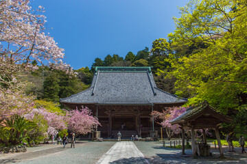 桜、寺