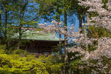 桜、寺