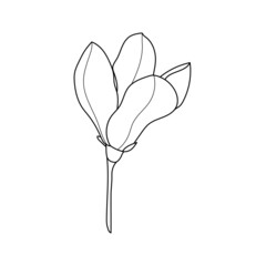 Obraz premium Line art magnolia flower illustration vector on white background