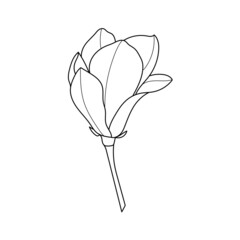 Line art magnolia flower illustration vector on white background