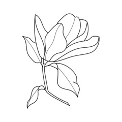 Line art magnolia flower illustration vector on white background