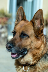 Cane da Pastore Tedesco