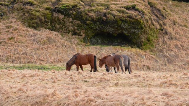 Herd Of Icelandic Horses Grazing On Hayfield In Iceland. wide